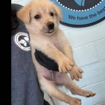 Rescue Golden Retriever and Australian Shepherd Dogs for Adoption in Baton Rouge, Louisiana - Sami | PetCurious
