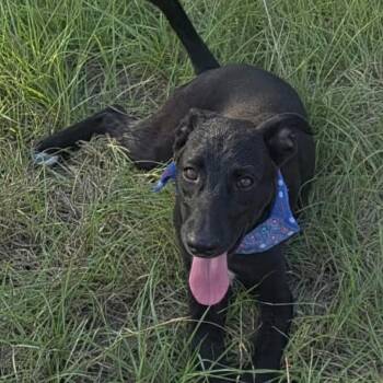 Little Dolly (20260928-07) -  Labrador Retriever and Shepherd Dog for Adoption in Niagara Falls, Ontario - Little Dolly (20260928-07) | PetCurious