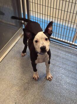 Calhoun -  Pit Bull Terrier Dog for Adoption in North Little Rock, Arkansas - Calhoun | PetCurious
