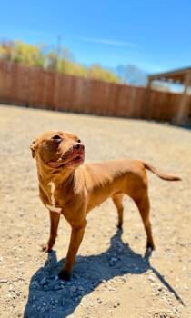 Mixed Breed Dogs Available for Adoption in Muskegon, Michigan - Tawny | PetCurious