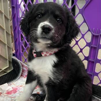 Rescue Hound and Labrador Retriever Dogs for Adoption in Brockport, New York - Ember | PetCurious