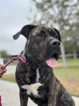 CUPCAKE -  Mastiff Dog for Adoption in Riverside, California - CUPCAKE | PetCurious
