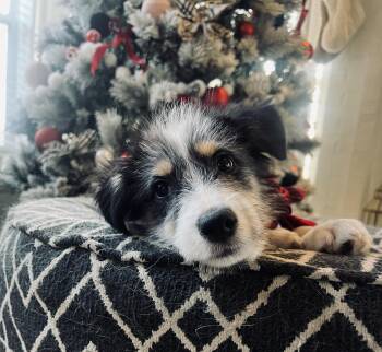 Rescue Australian Shepherd Dogs for Adoption in Plainfield, Illinois - Murphy | PetCurious