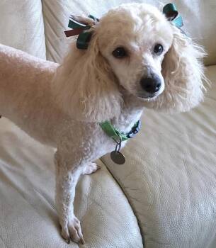 Poodle Dogs Available for Adoption - Phoebe | PetCurious