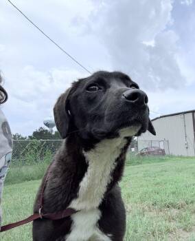 Holland -  Labrador Retriever Dog for Adoption in Crystal Springs, Mississippi - Holland | PetCurious