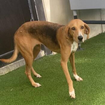 Olivia 4309 -  Hound and Mixed Breed Dog for Adoption in Loxahatchee Groves, Florida - Olivia 4309 | PetCurious