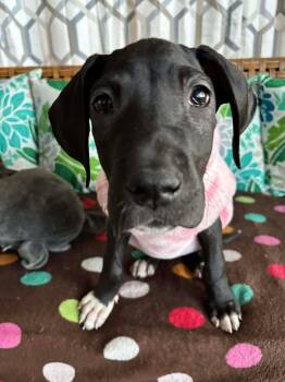 Great Dane Dogs Available for Adoption - Chloe | PetCurious