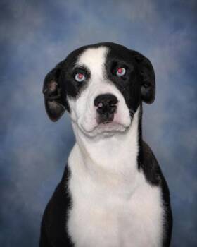 Dixie -  Border Collie and Mixed Breed Dog for Adoption in Taylorsville, North Carolina - Dixie | PetCurious