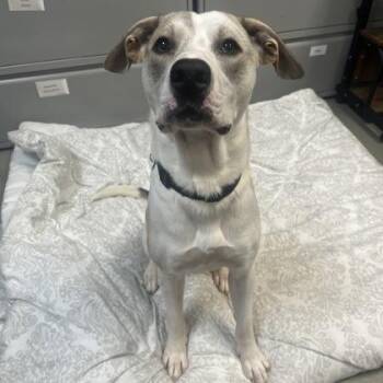 Mixed Breed Dogs Available for Adoption in Merriam, Kansas - Crisco | PetCurious