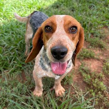 Wild Bill -  Beagle and Cattle Dog Dog for Adoption in Stillwater, Oklahoma - Wild Bill | PetCurious