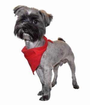 Shih Tzu Dogs Available for Adoption - Poppy | PetCurious