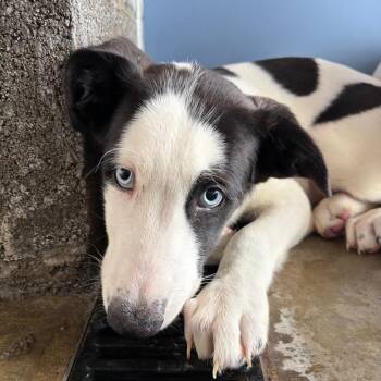 Perdi -  Border Collie and Mixed Breed Dog for Adoption in Show Low, Arizona - Perdi | PetCurious