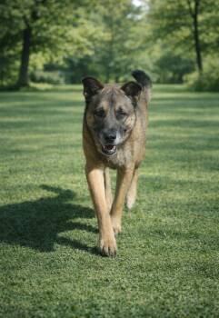 Shepherd Dogs Available for Adoption in Brookhaven, Mississippi - Bodan 25 | PetCurious