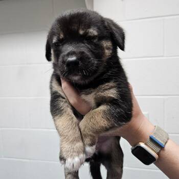 Mixed Breed Dogs Available for Adoption in Corpus Christi, Texas - Daisy | PetCurious