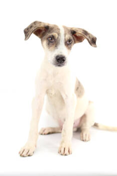 Rescue Australian Shepherd and Mixed Breed Dogs for Adoption in Morton Grove, Illinois - Clyde | PetCurious