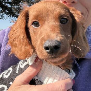 Rescue Setter and Cocker Spaniel Dogs for Adoption in Glenelg, Maryland - Simba- No Longer Accepting Applications | PetCurious