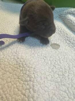 Labrador Retriever and Pit Bull Terrier Dogs Available for Adoption - Bo Peep | PetCurious