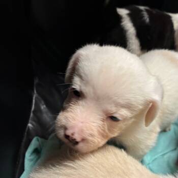 Rescue Shepherd and Mixed Breed Dogs for Adoption in Marshall, Texas - Haven | PetCurious