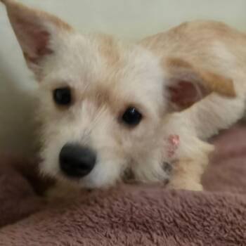Biti - Chino Hills Location -  Terrier and Mixed Breed Dog for Adoption in Chino Hills, California - Biti - Chino Hills Location | PetCurious