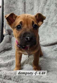 Boxer Dogs Available for Adoption - Dempsey | PetCurious