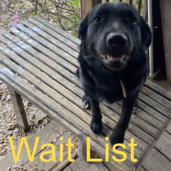 Loki -  Labrador Retriever and Australian Shepherd Dog for Adoption in Livingston, Texas - Loki | PetCurious