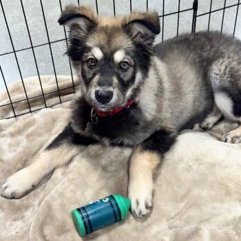 Rescue Alaskan Malamute Dogs for Adoption in Bellingham, Washington - Nori | PetCurious