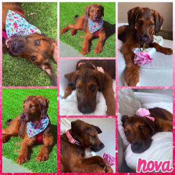 Labrador Retriever and Poodle Dogs Available for Adoption in Blacksburg, South Carolina - Nova | PetCurious