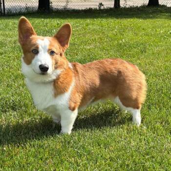 Waldo -  Pembroke Welsh Corgi Dog for Adoption in Cedar Rapids, Iowa - Waldo | PetCurious