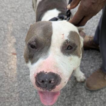 Clayton -  Pit Bull Terrier Dog for Adoption in East St. Louis, Illinois - Clayton | PetCurious