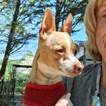 Sunny -  Chihuahua Dog for Adoption in Durham, North Carolina - Sunny | PetCurious
