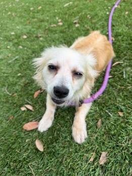 Chihuahua and Mixed Breed Dogs Available for Adoption in Daytona Beach, Florida - Stella - 1 | PetCurious