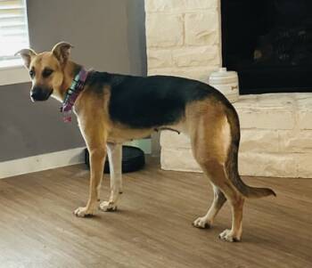 Rescue German Shepherd Dog and Mixed Breed Dogs for Adoption in Fort Worth, Texas - Ariel | PetCurious