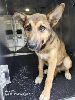 German Shepherd Dog Dogs Available for Adoption in San Antonio, Texas - RAMON | PetCurious