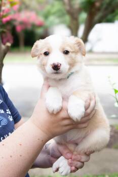 Junebug -  Aussiedoodle and Goldendoodle Dog for Adoption in Franklin, Tennessee - Junebug | PetCurious