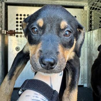Louie -  Hound and Terrier Dog for Adoption in Birmingham, Alabama - Louie | PetCurious