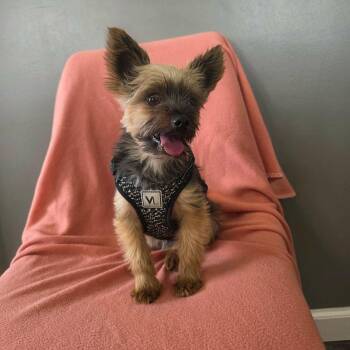 Bellini -  Yorkshire Terrier Dog for Adoption in Jackson, Missouri - Bellini | PetCurious