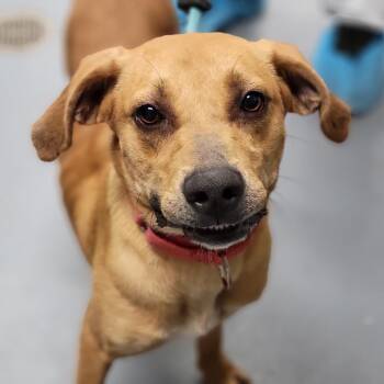 Mixed Breed Dogs Available for Adoption - Clancy | PetCurious