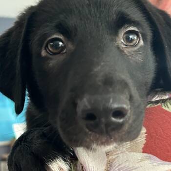 Walt Woofman -  Mixed Breed Dog for Adoption in Kennebunk, Maine - Walt Woofman | PetCurious