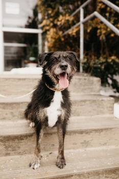 Terrier Dogs Available for Adoption in Mississauga, Ontario - Kika  | PetCurious