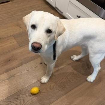 Frankie -  Labrador Retriever Dog for Adoption in San Francisco, California - Frankie | PetCurious