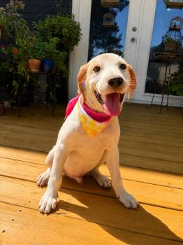 Nacho -  Weimaraner and Pointer Dog for Adoption - Nacho | PetCurious
