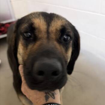 Australian Shepherd Dogs Available for Adoption in Palestine, Texas - Daisy | PetCurious