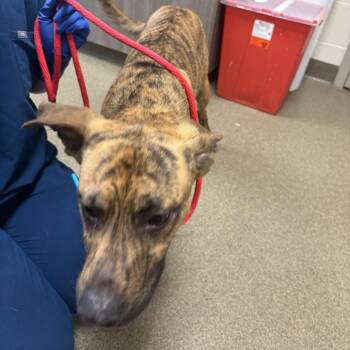 Oogie -  Mixed Breed Dog for Adoption in Council Bluffs, Iowa - Oogie | PetCurious