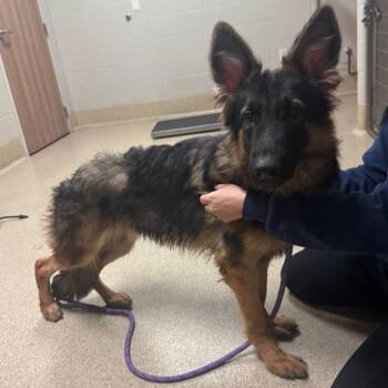 Velcro -  German Shepherd Dog Dog for Adoption in Bristol, Indiana - Velcro | PetCurious