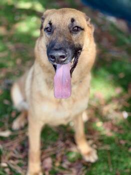 PIG PEN -  German Shepherd Dog and Mixed Breed Dog for Adoption in Fort Walton Beach, Florida - PIG PEN | PetCurious