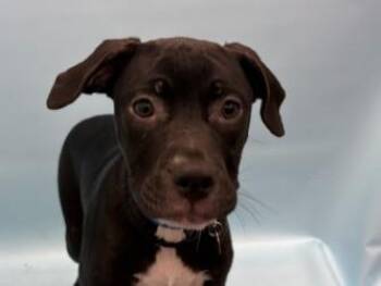 Wylie -  Retriever and Mixed Breed Dog for Adoption in Golden Valley, Minnesota - Wylie | PetCurious