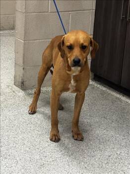 BUMPER -  Labrador Retriever and Mixed Breed Dog Available for Adoption in Conroe, Texas - BUMPER | PetCurious