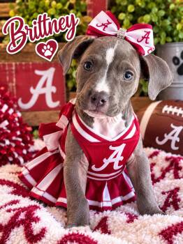 Brittney -  Pit Bull Terrier Dog for Adoption in Greensboro, Alabama - Brittney | PetCurious