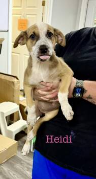Hiedi -  Australian Cattle Dog Blue Heeler Dog for Adoption in Semmes, Alabama - Hiedi | PetCurious