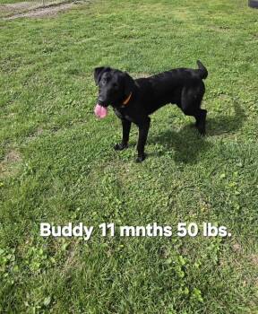 Labrador Retriever and Golden Retriever Dogs Available for Adoption in Camden, Tennessee - Buddy Boy | PetCurious